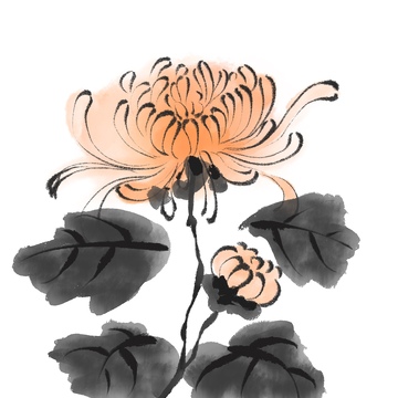 水彩国风植物菊花免抠元素