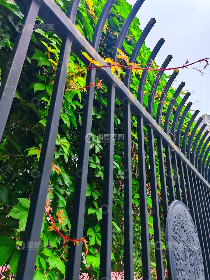 高清大图下载【趣麦麦图】-绿化带的绿植