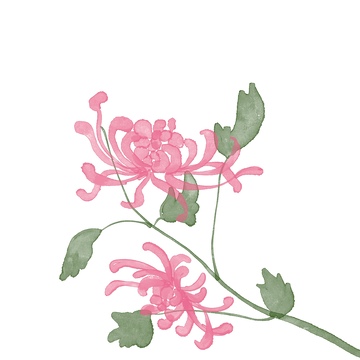 水彩植物菊花免抠元素