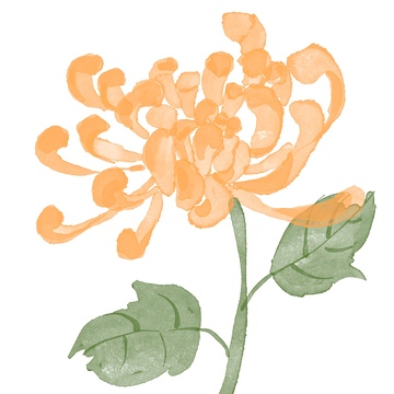 国风水彩植物菊花免抠元素