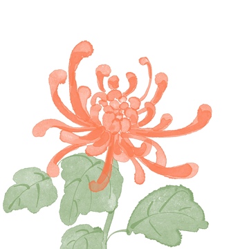 水彩国风风格植物菊花免抠元素