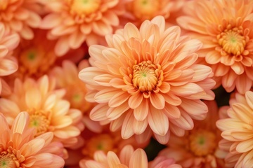 盛开的大菊花花丛摄影