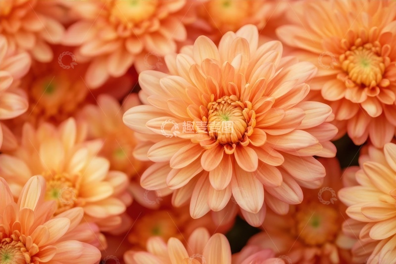 高清大图下载【趣麦麦图】盛开的大菊花花丛摄影