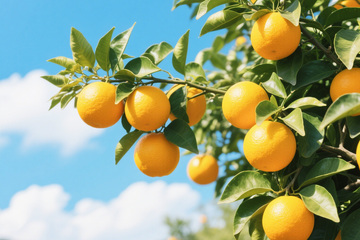 蓝天白云下果实累累的橘子树