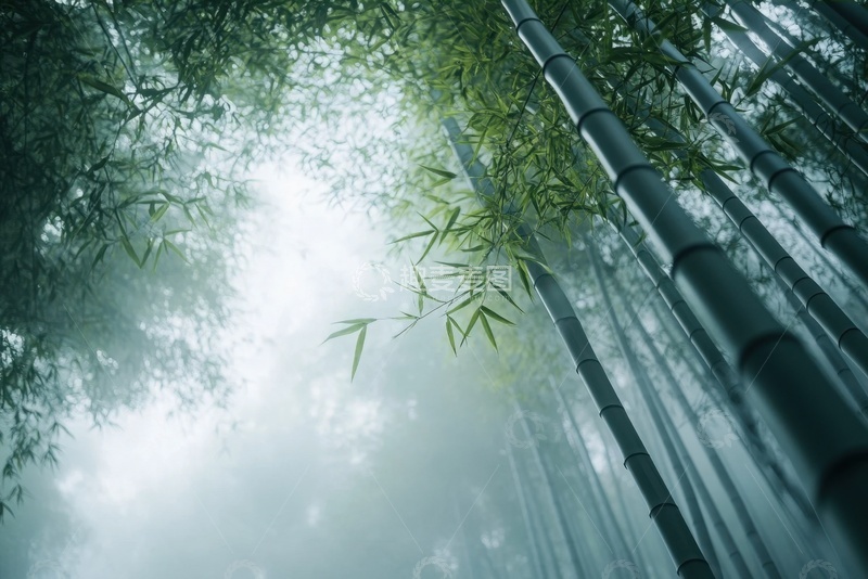高清大图下载【趣麦麦图】云雾弥漫的竹林风景
