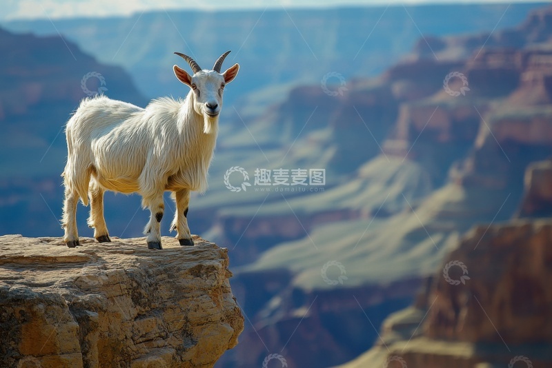 高清大图下载【趣麦麦图】站在岩石上的山羊