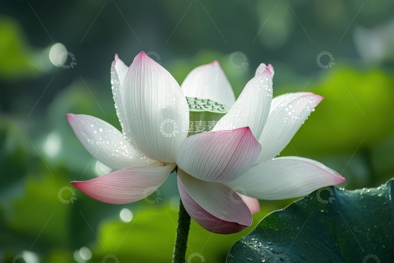 高清大图下载【趣麦麦图】盛开的荷花特写摄影