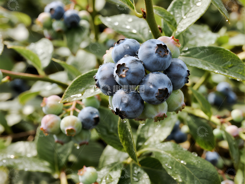 高清大图下载【趣麦麦图】水果蓝莓摄影2