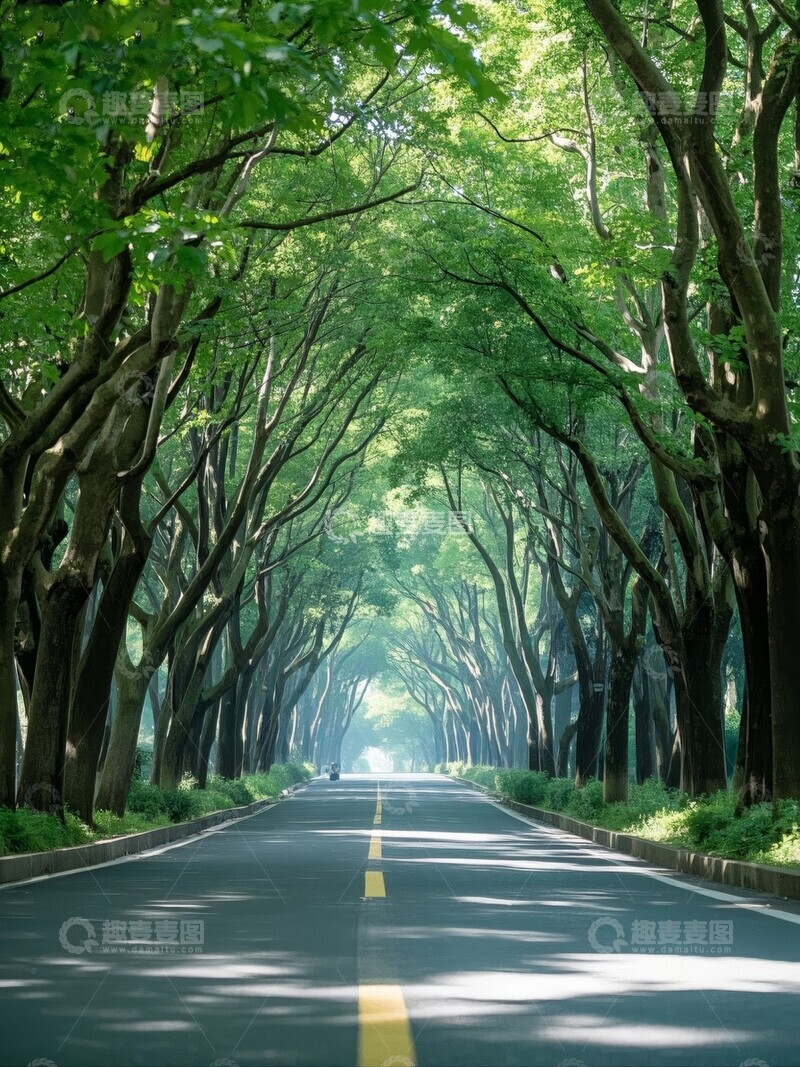 高清大图下载【趣麦麦图】林荫大道绿树成荫