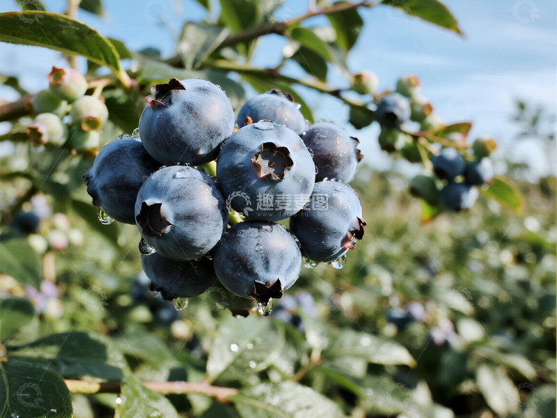 高清大图下载【趣麦麦图】水果蓝莓摄影