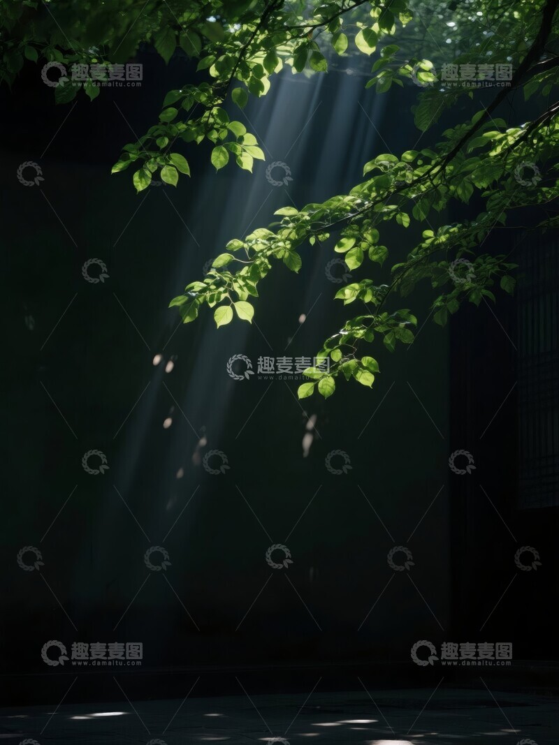 高清大图下载【趣麦麦图】阳光穿透树叶洒在幽暗地面
