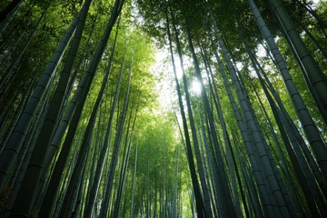 翠绿色的竹林美景