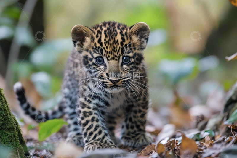 高清大图下载【趣麦麦图】森林里行走的一只小花豹