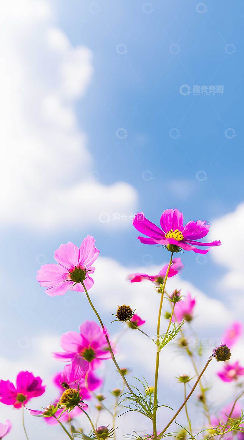 高清大图下载【趣麦麦图】花  妩媚  芬芳 