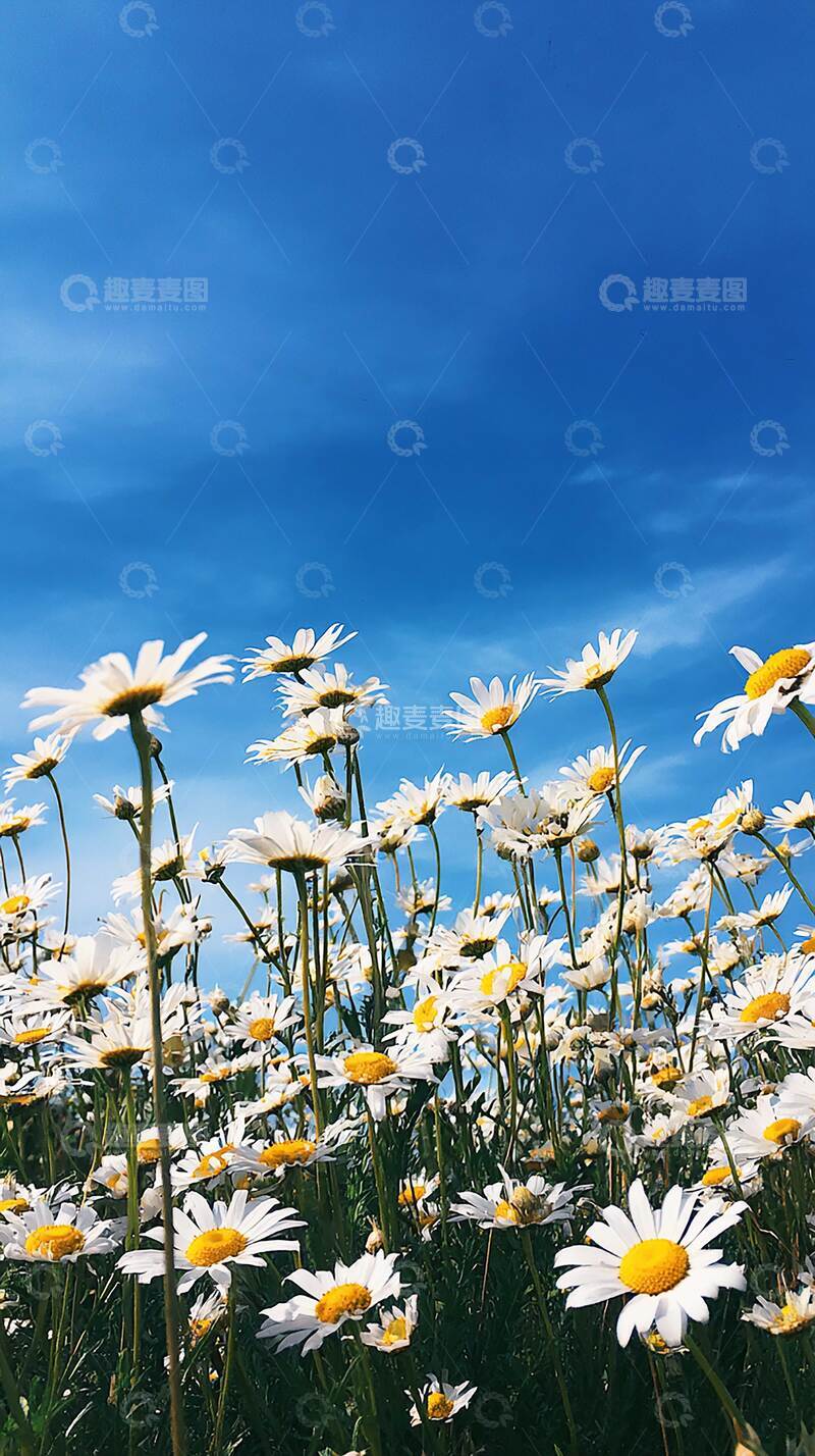 高清大图下载【趣麦麦图】花  娇艳  婀娜 