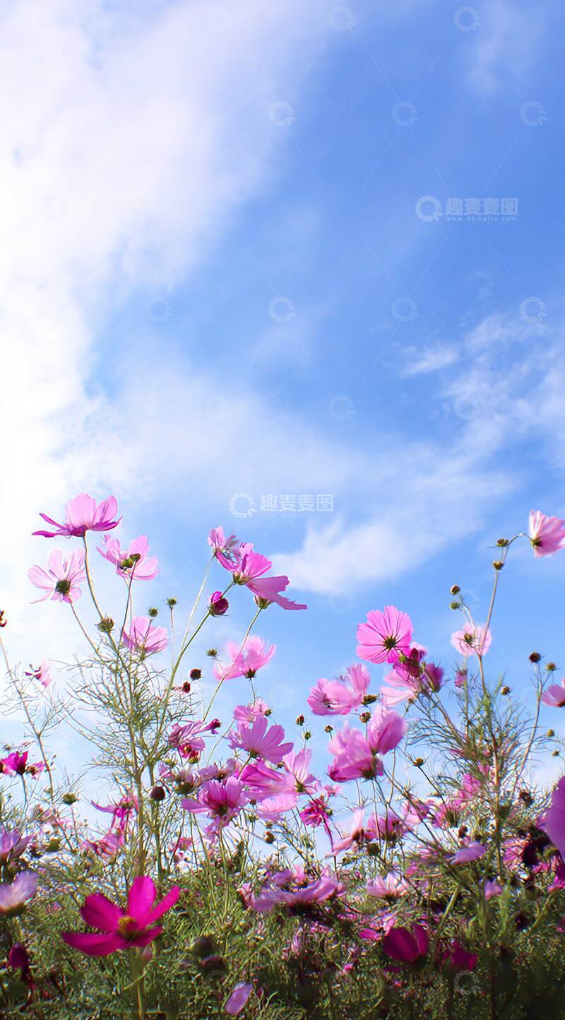 高清大图下载【趣麦麦图】花  娇艳  含苞