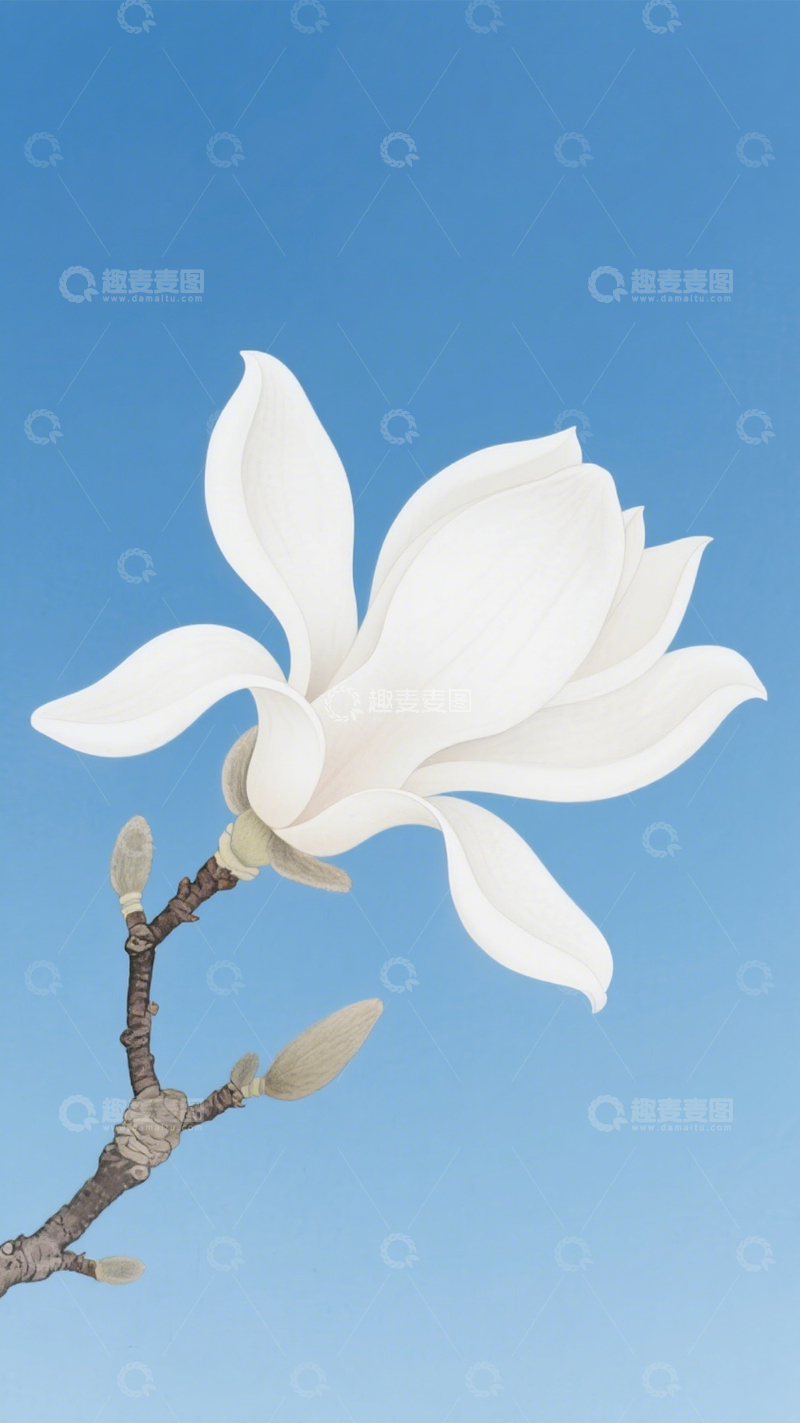 高清大图下载【趣麦麦图】工笔玉兰雅致简洁纯净1