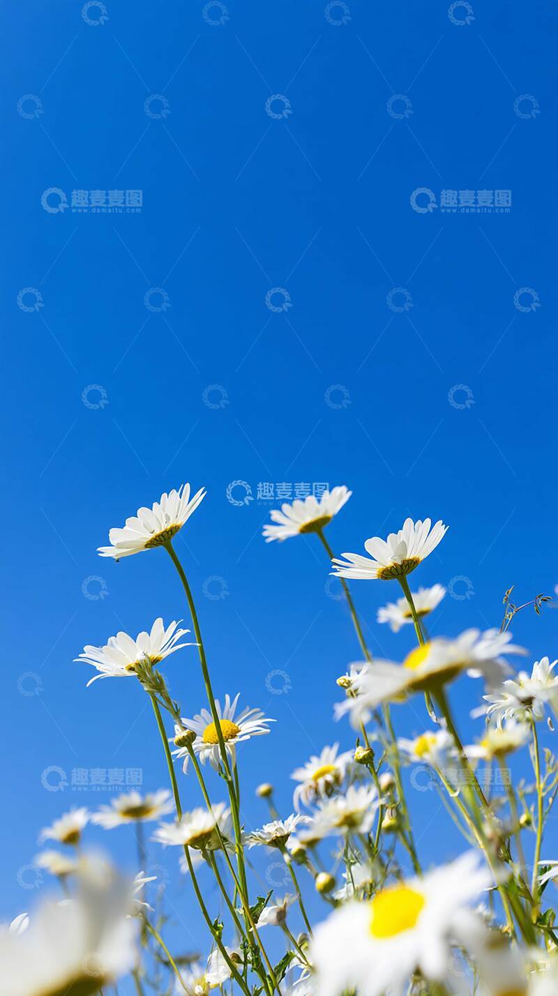 高清大图下载【趣麦麦图】花  娇艳  吐蕊 