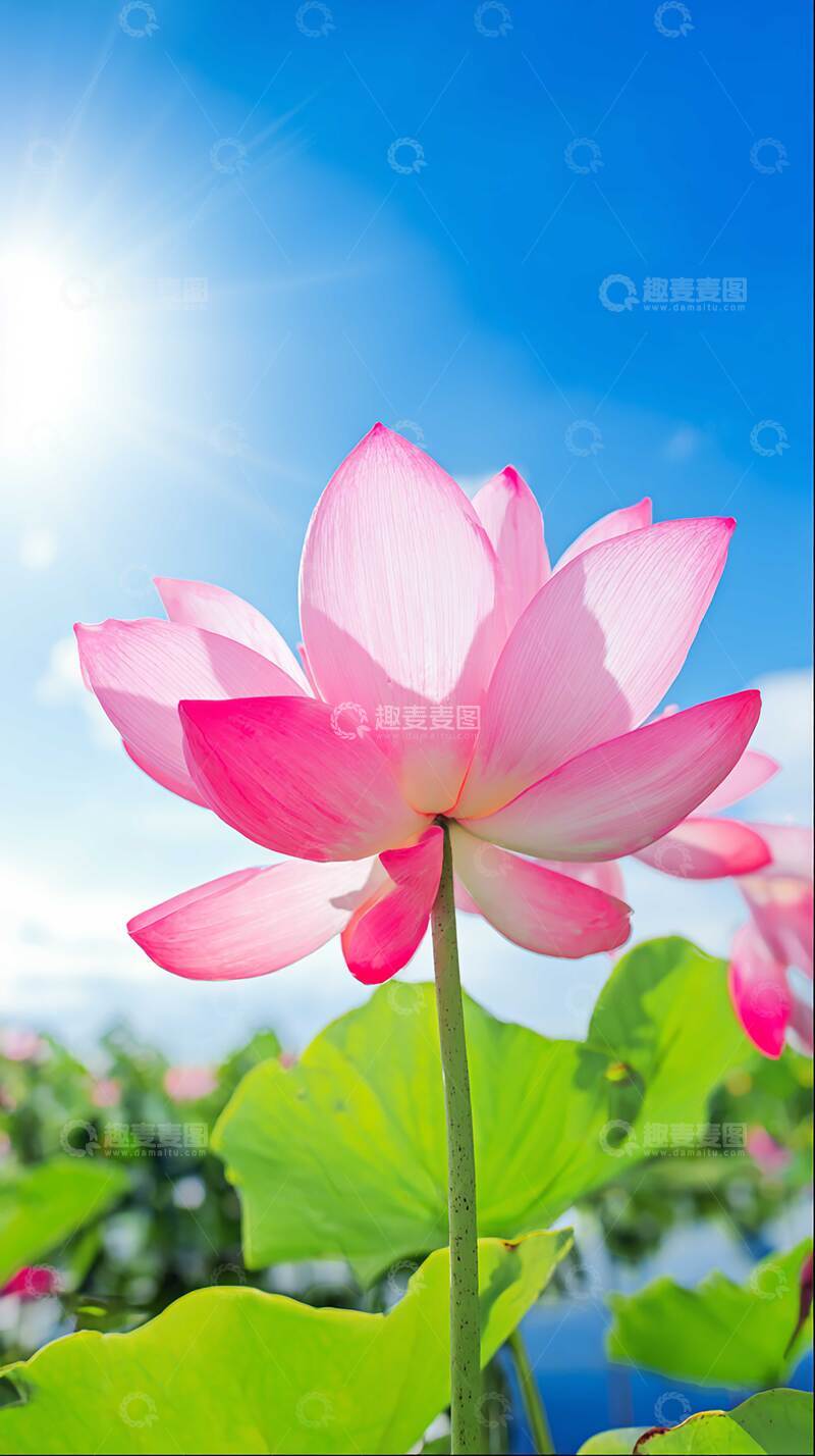 高清大图下载【趣麦麦图】花  清雅  亭亭 