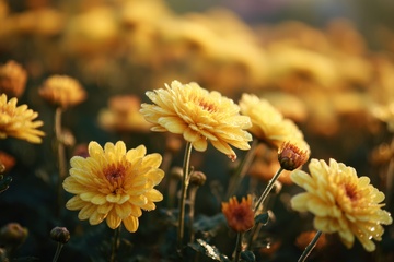 盛开的菊花花朵