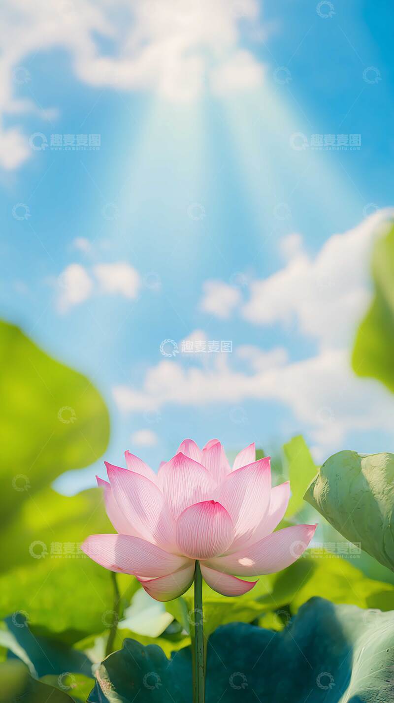 高清大图下载【趣麦麦图】花  清雅  凝露