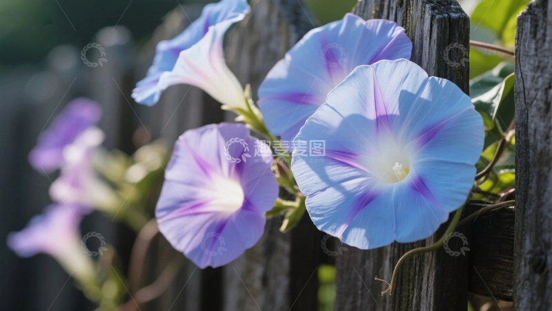 高清大图下载【趣麦麦图】篱笆上的牵牛花04