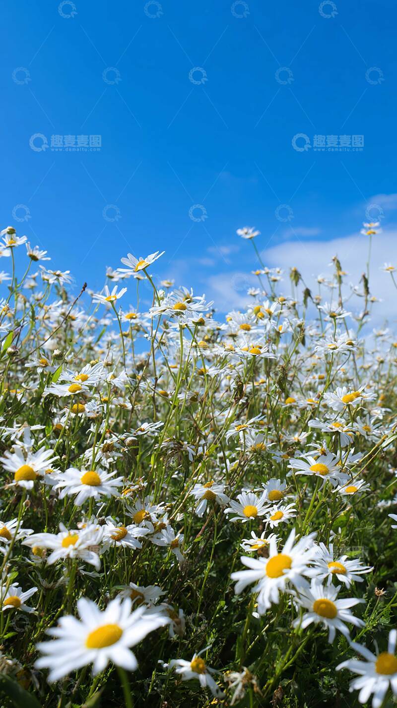 高清大图下载【趣麦麦图】花  娇艳  绚烂 