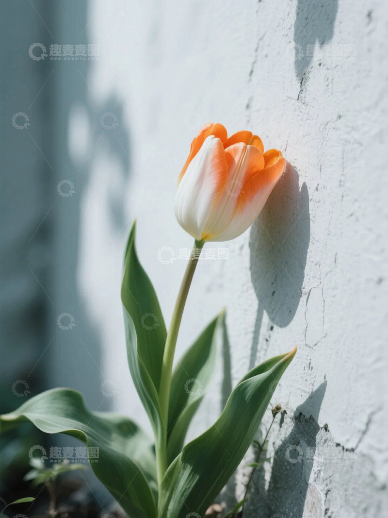 高清大图下载【趣麦麦图】墙角静静开放的郁金香07