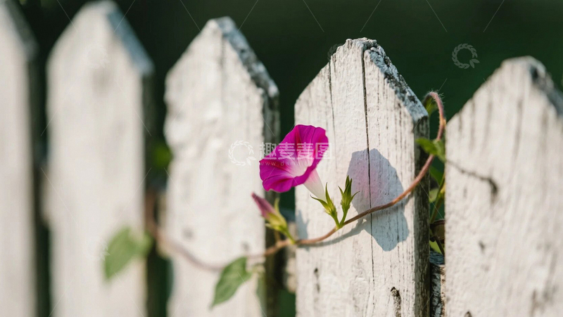 高清大图下载【趣麦麦图】篱笆上的牵牛花01