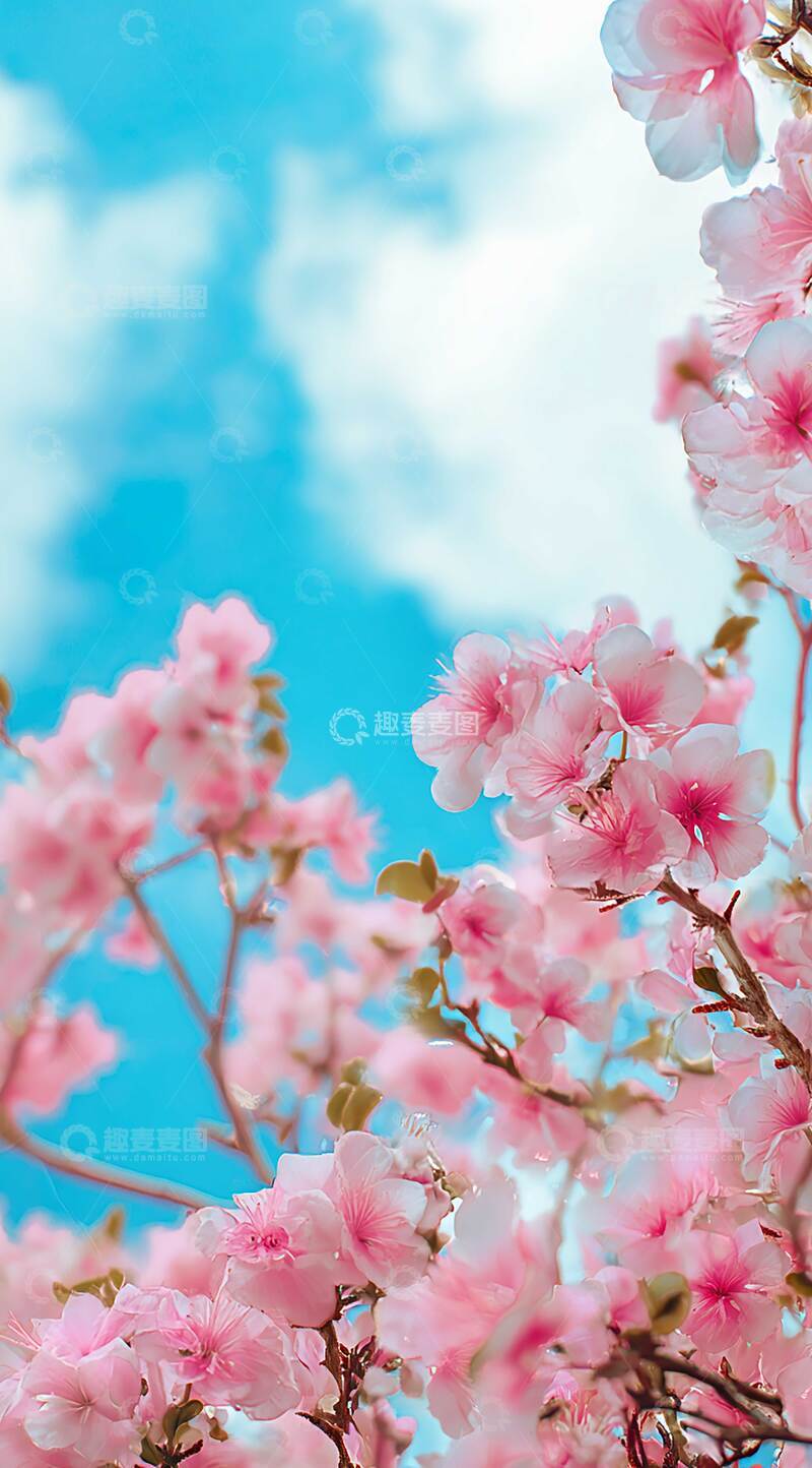 高清大图下载【趣麦麦图】花  清雅  馥郁