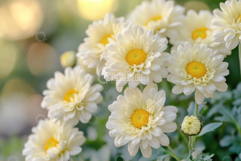 高清大图下载【趣麦麦图】一束盛开的白色雏菊