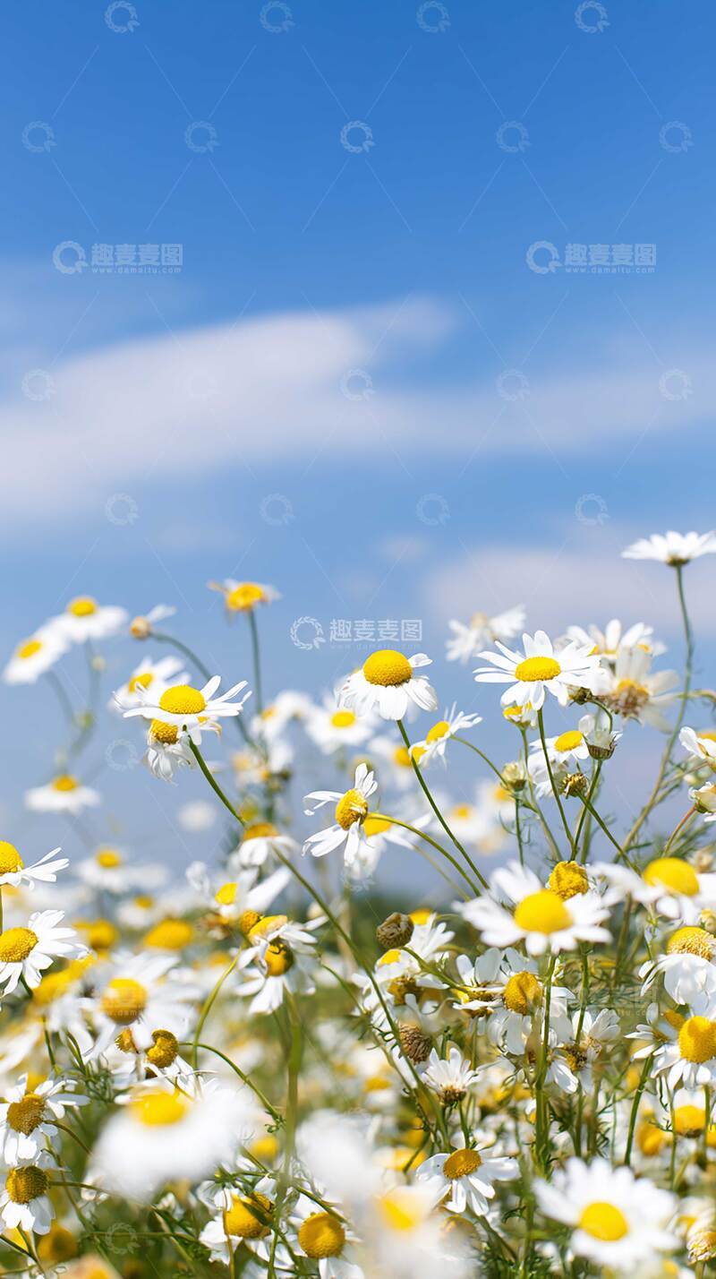 高清大图下载【趣麦麦图】花  清雅  暗香