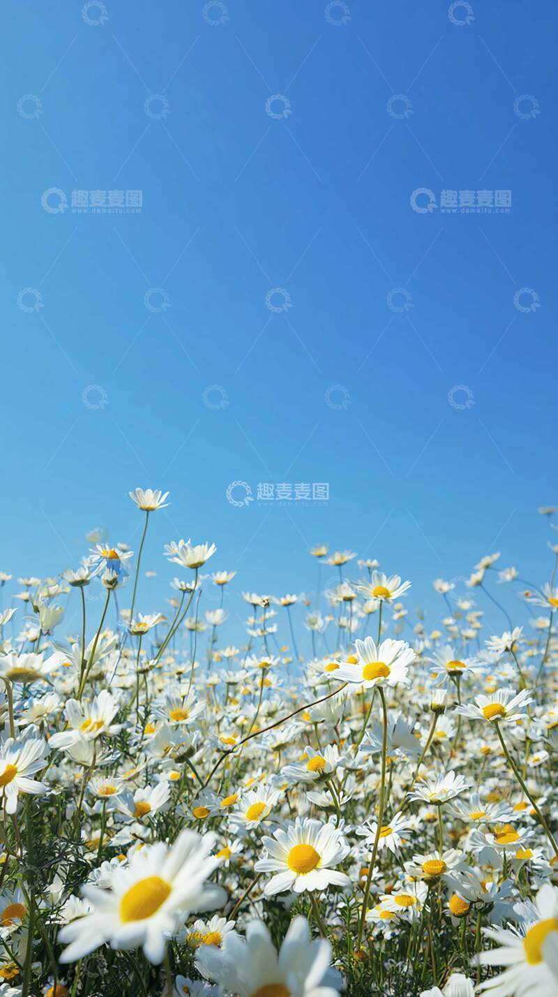 高清大图下载【趣麦麦图】花  娇艳  幽香 