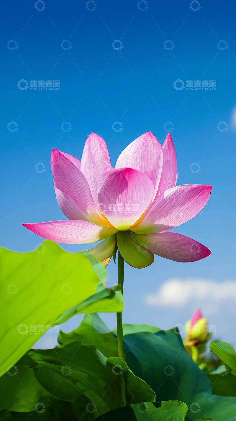 高清大图下载【趣麦麦图】花  清雅  灼灼 