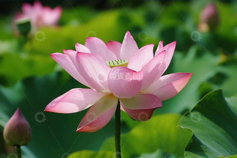 高清大图下载【趣麦麦图】盛开的荷花特写