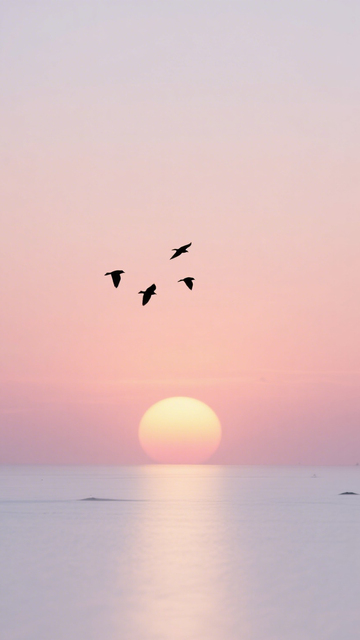 落日飞鸟海面诗意黄昏1