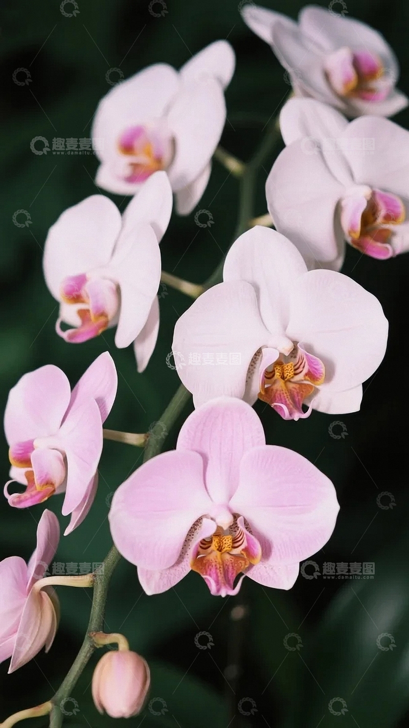 高清大图下载【趣麦麦图】纯洁优雅的白色蝴蝶兰02