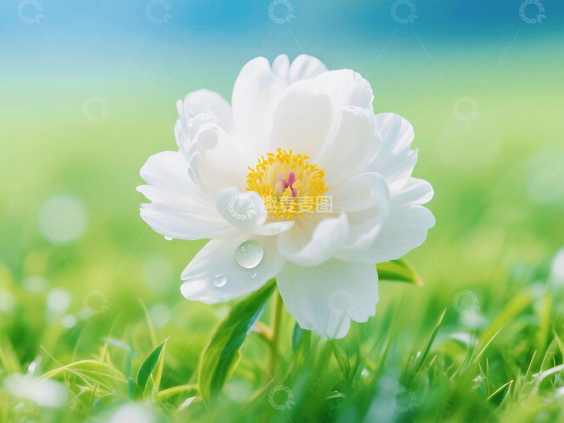 高清大图下载【趣麦麦图】草地上的芍药花