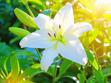 阳光下的百合花