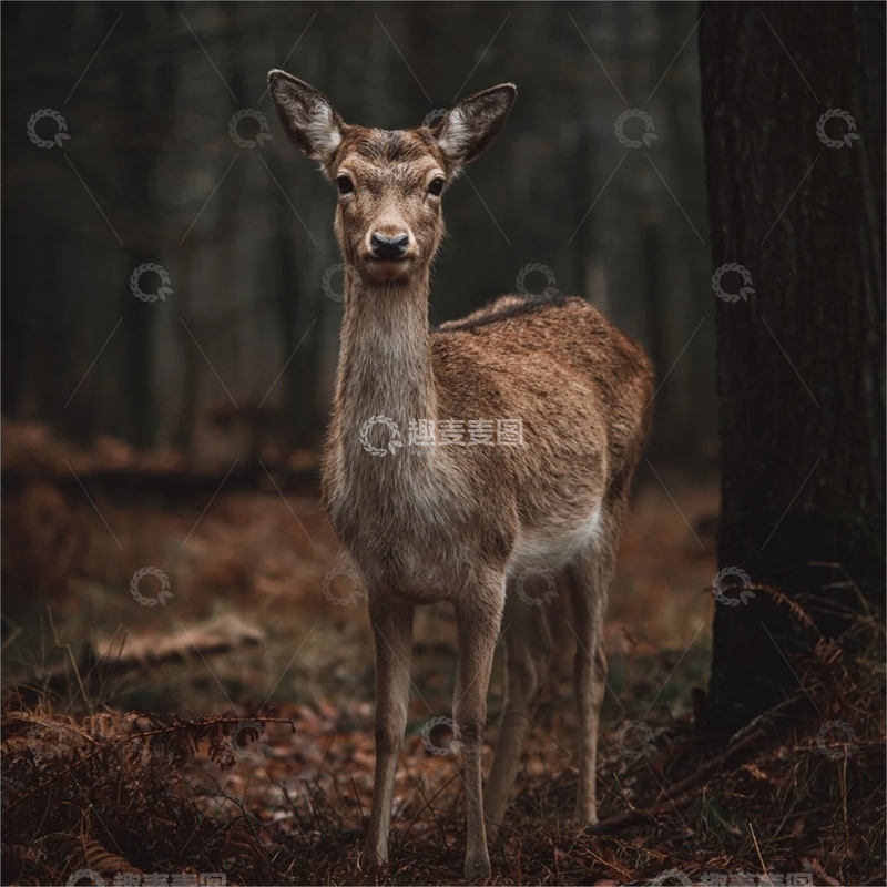 高清大图下载【趣麦麦图】森林中优雅的鹿