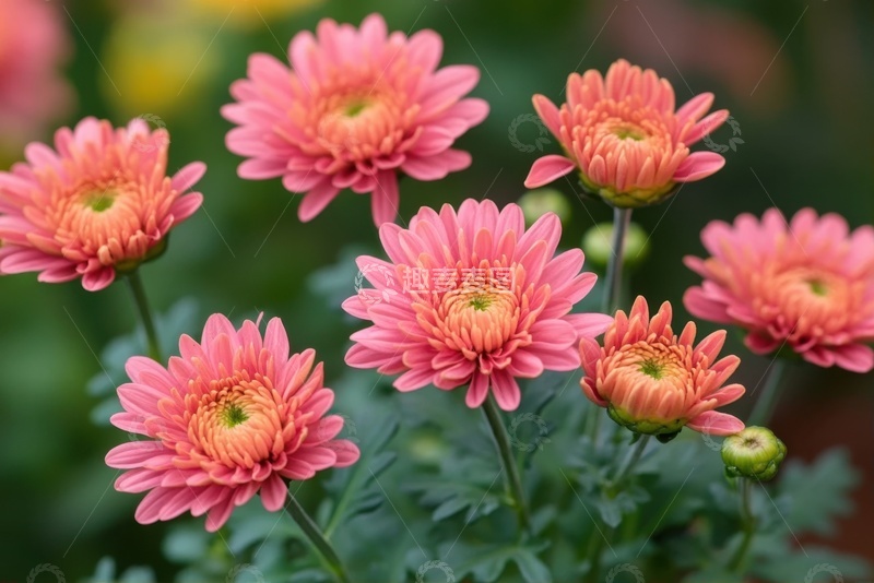 高清大图下载【趣麦麦图】一簇盛开的粉色花卉