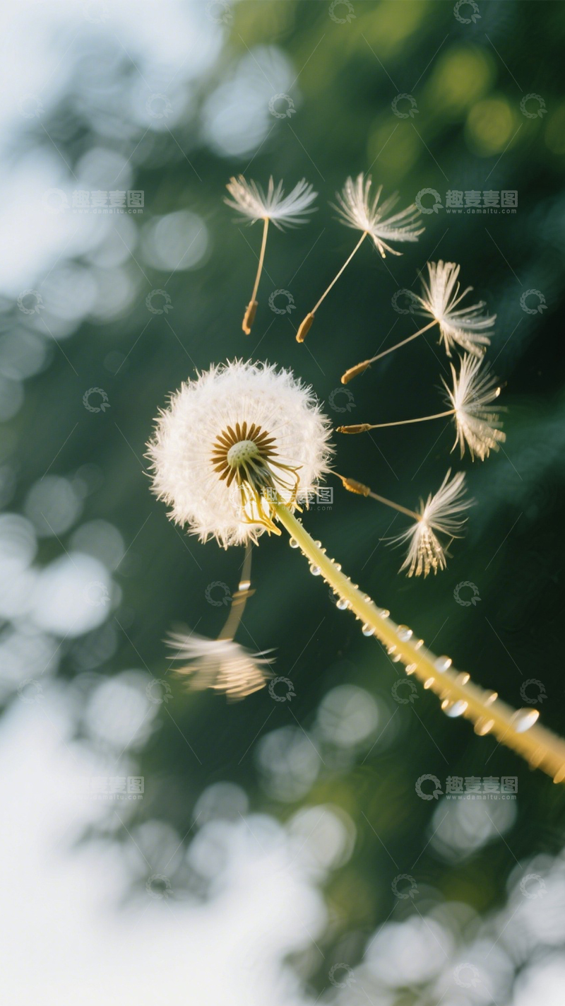 高清大图下载【趣麦麦图】蒲公英飘散清新治愈风景1