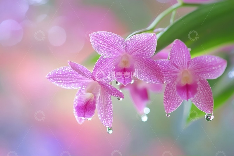 高清大图下载【趣麦麦图】盛开的粉色花朵植物