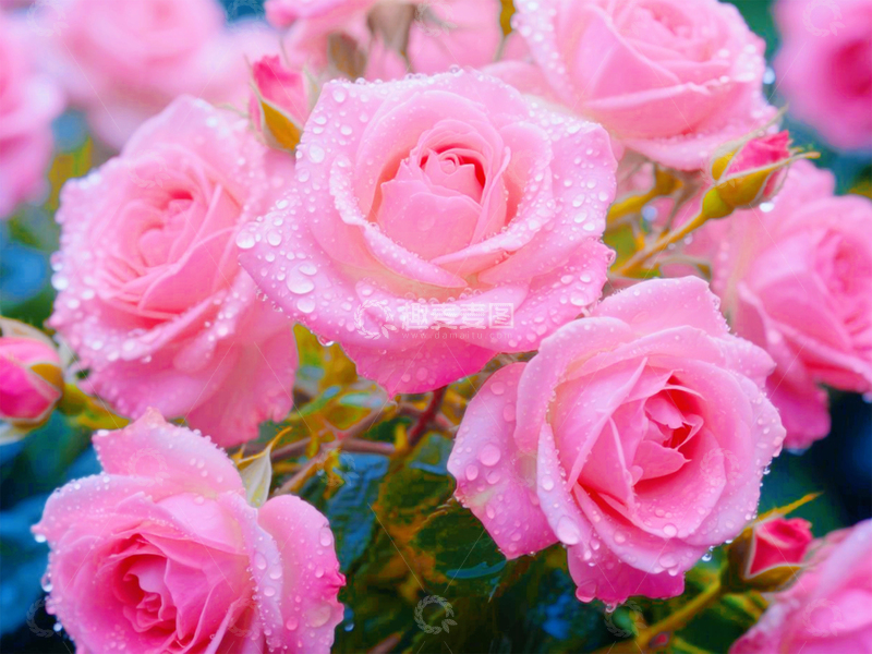 高清大图下载【趣麦麦图】雨中盛开的粉红色玫瑰