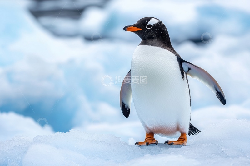 高清大图下载【趣麦麦图】冰山上站立的一只企鹅