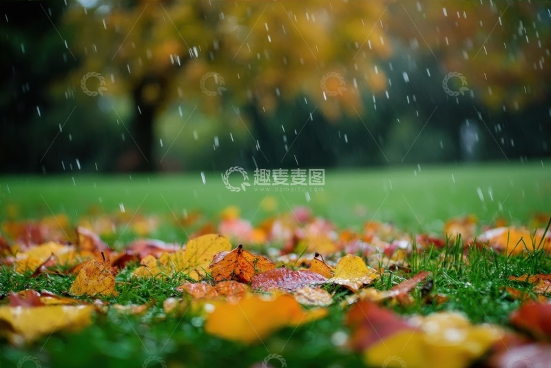 高清大图下载【趣麦麦图】草坪上铺满的枯黄树叶