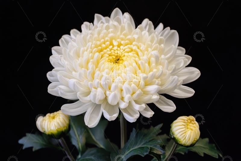 高清大图下载【趣麦麦图】盛开的白色花卉花朵植物