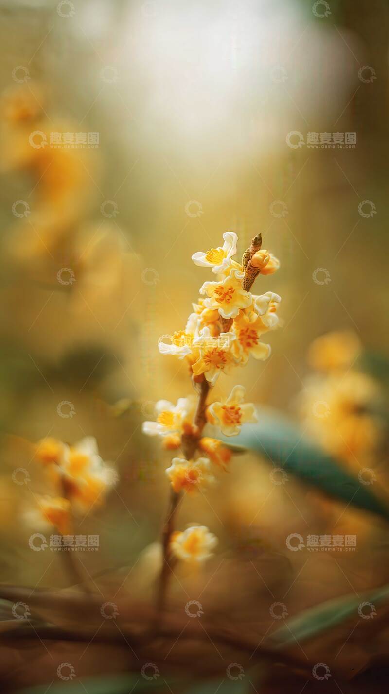 高清大图下载【趣麦麦图】桂花  星繁  仙客