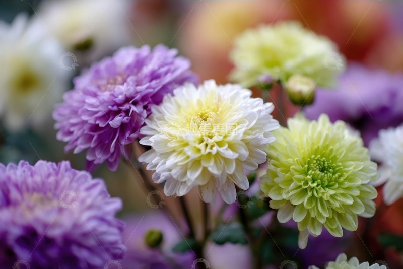 高清大图下载【趣麦麦图】一簇盛开的牡丹花