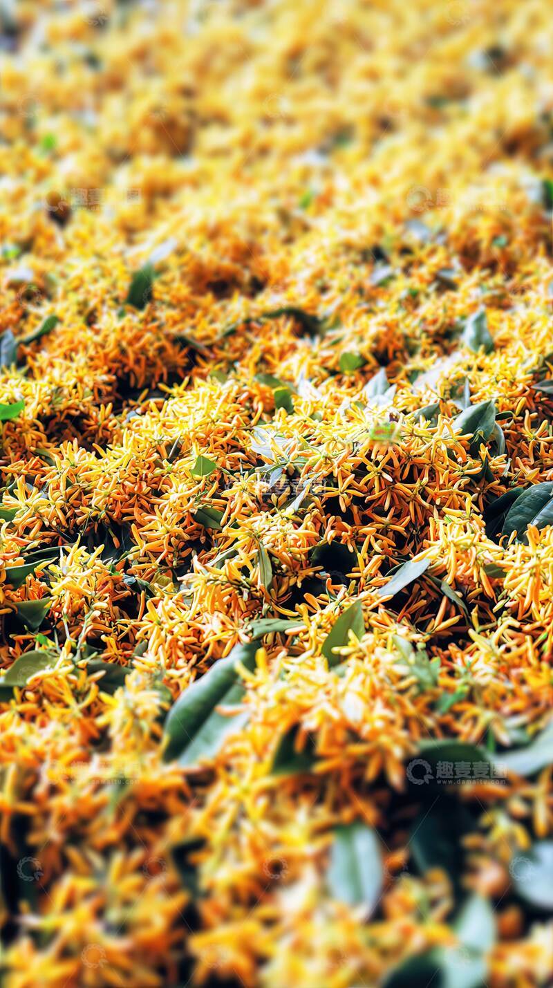 高清大图下载【趣麦麦图】桂花   金雪  清可  